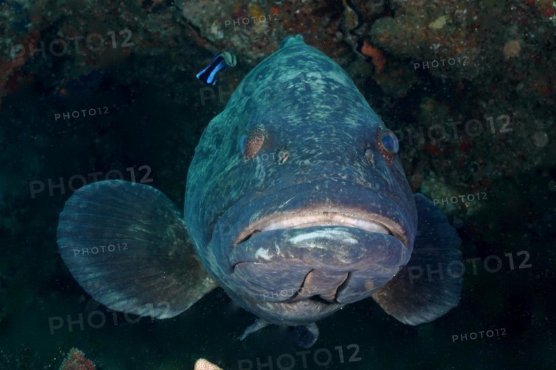Portrait of potato grouper
