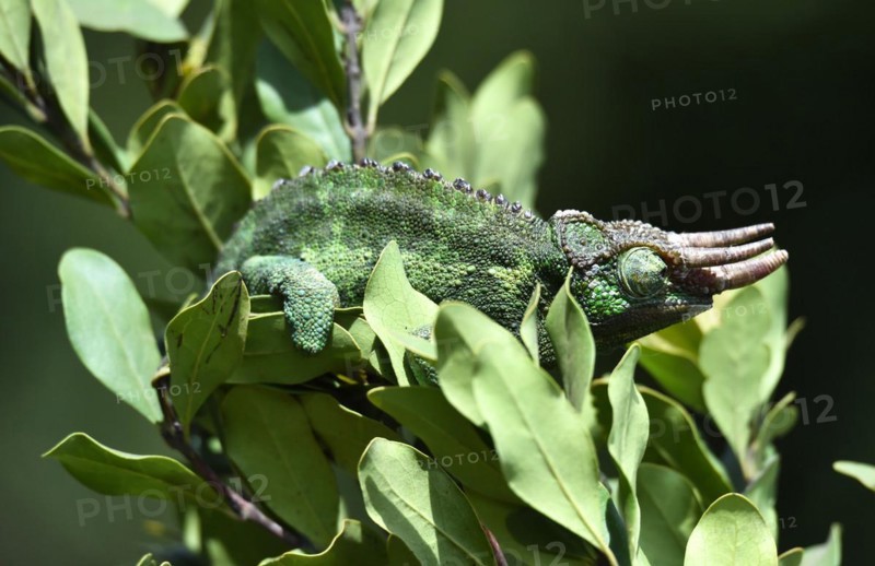 Jacksons horned chameleon
