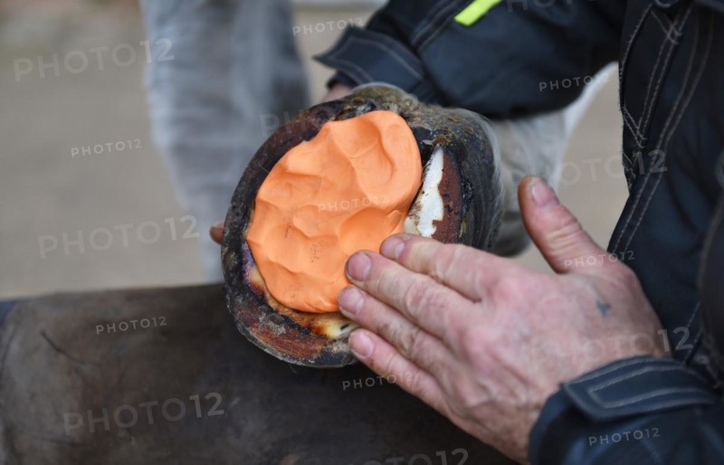 Farrier makes a new horseshoe for horse