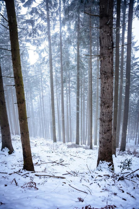 Forest in the snow in fog