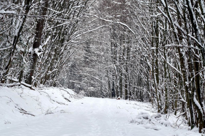 Hiking trail through the forest in winter with snow in the Hunsrueck-Hochwald National Park