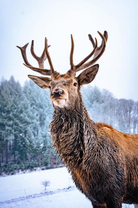 Deer in winter with snow