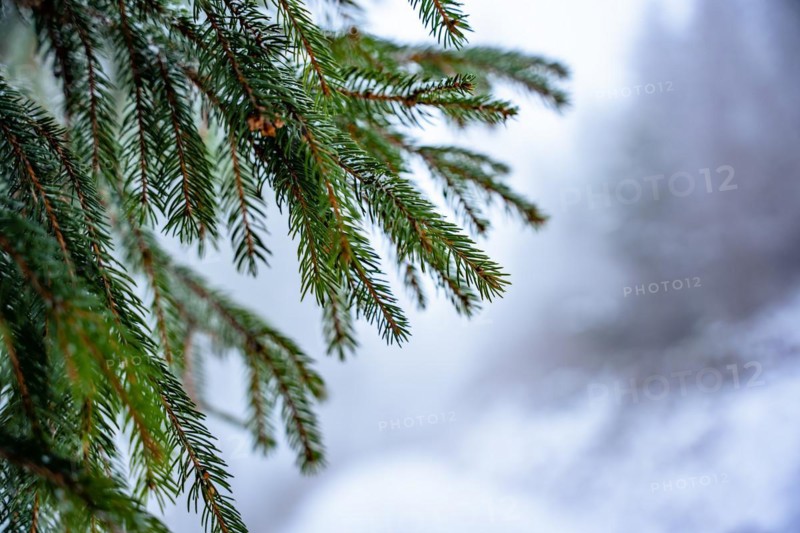 Fir branch in winter