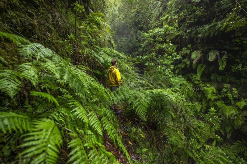 Hikers on a narrow footpath among ferns