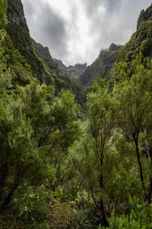 View of steep forested cloud-covered mountains
