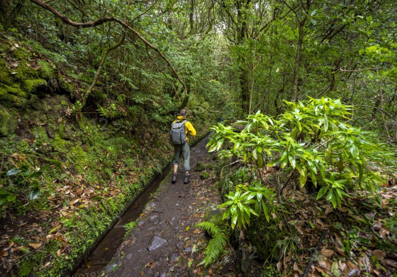 Hikers on a narrow path along a levada