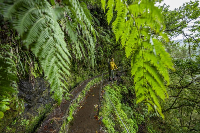 Hikers on a narrow footpath along a levada