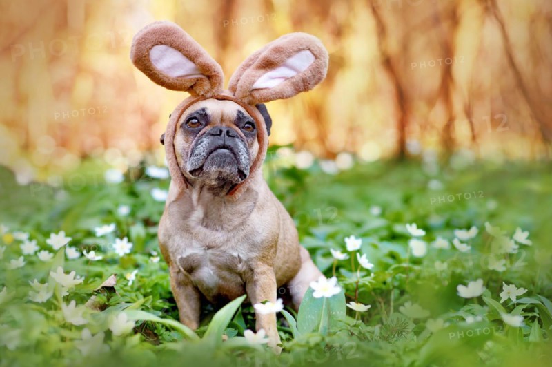 Easter French Bulldog dog with rabbit costume ears sitting between spring flowers