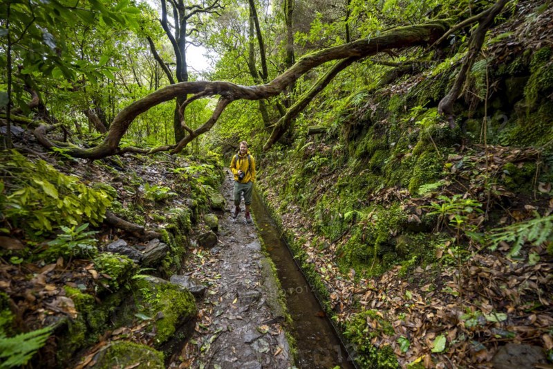 Hikers on a narrow path along a levada