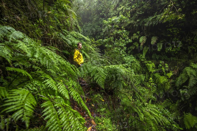 Hikers on a narrow footpath among ferns