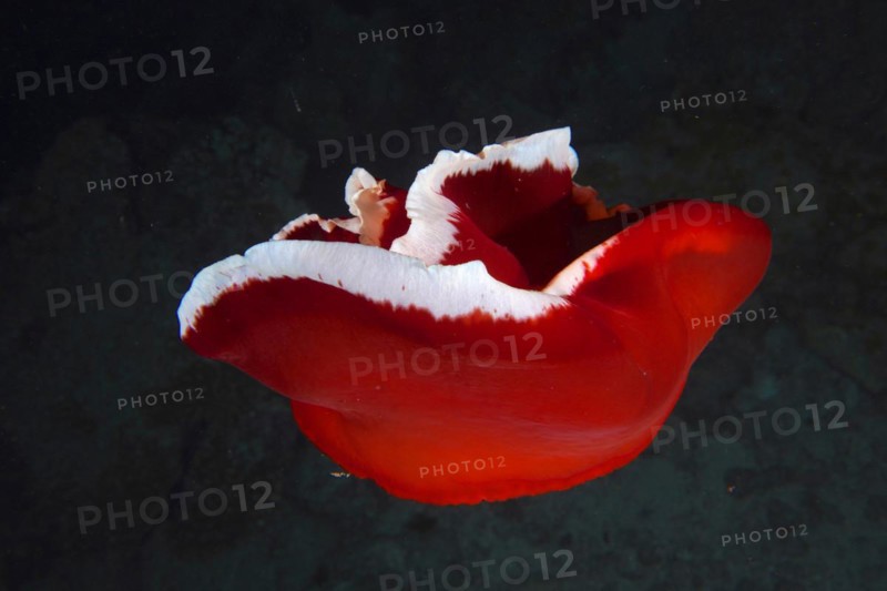 Spanish dancer
