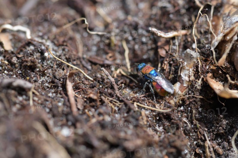 Sand golden wasp