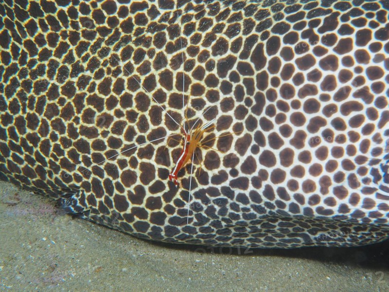Pacific cleaner shrimp