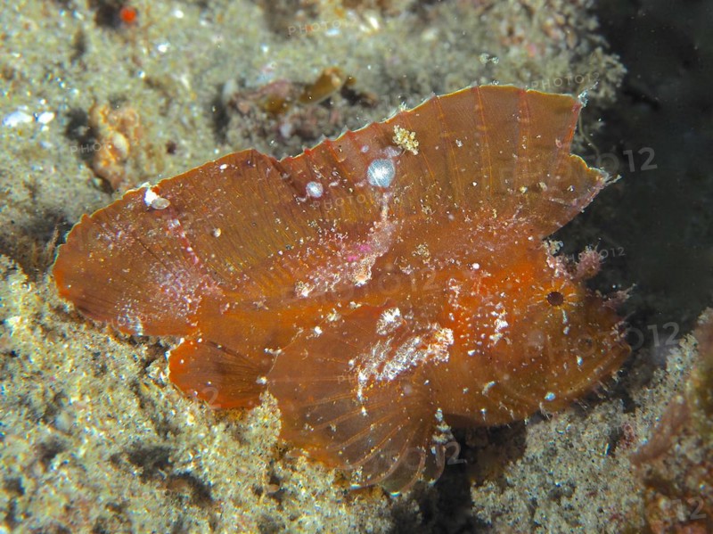 Brown leaf scorpionfish