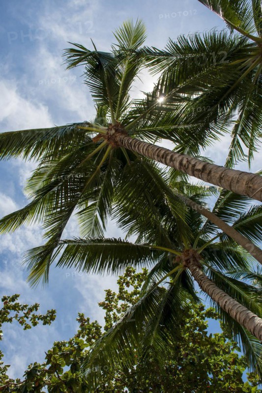 Palm trees