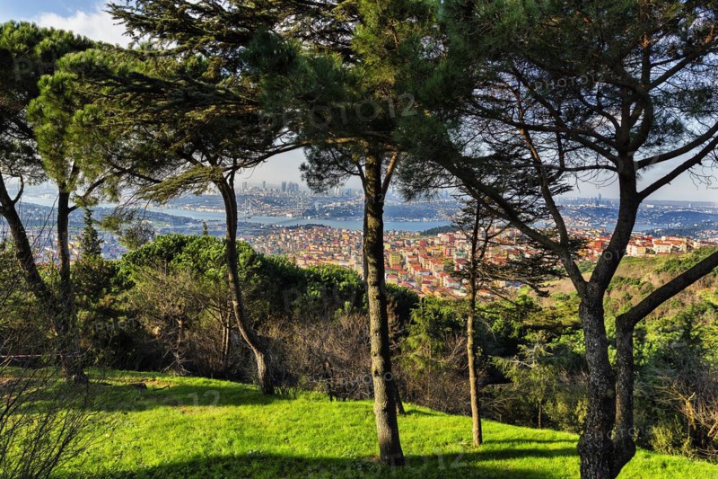 Pines on a hill overlooking the city on the Bosphorus
