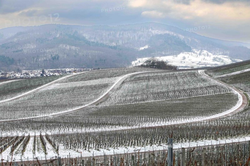 grapevines in winter on the Kirchberg in Sachsenheim-Hohenhaslach