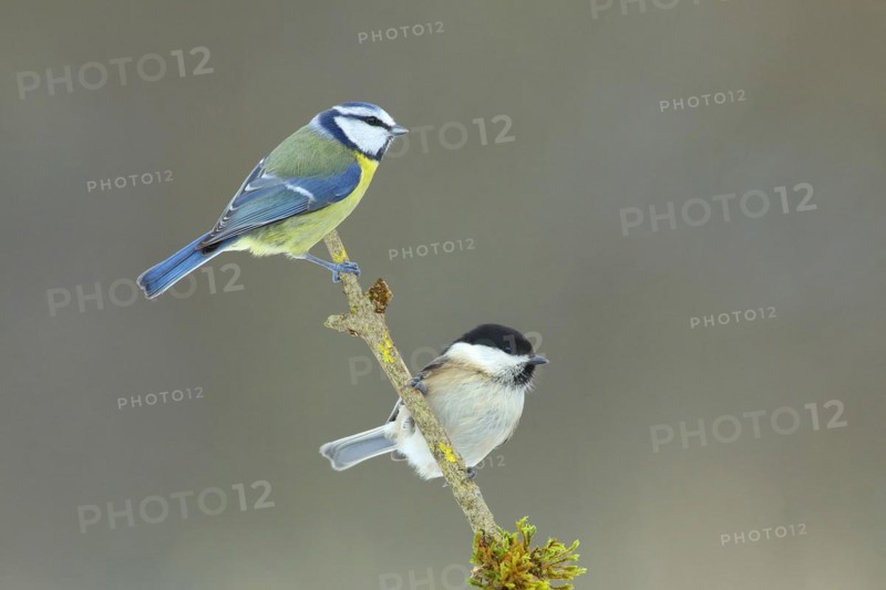 Blue Tit