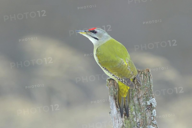 Grey-headed woodpecker