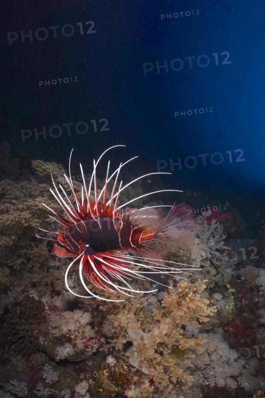 Radial firefish
