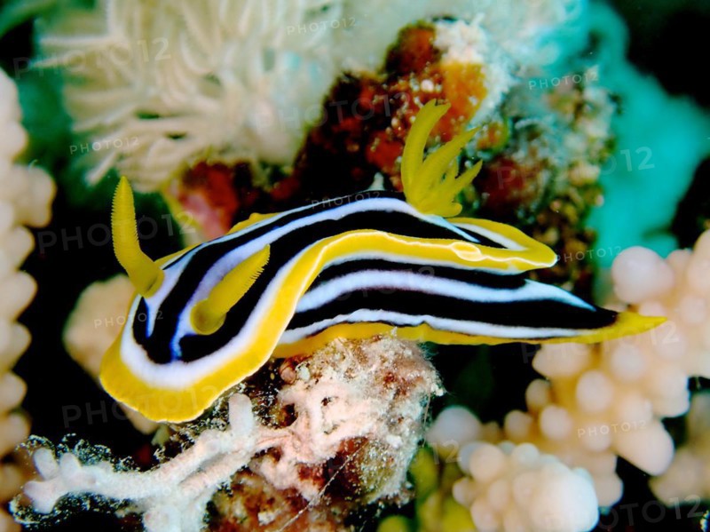 Africa star snail