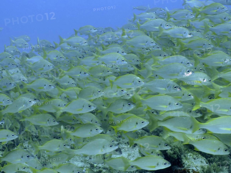 Large shoal