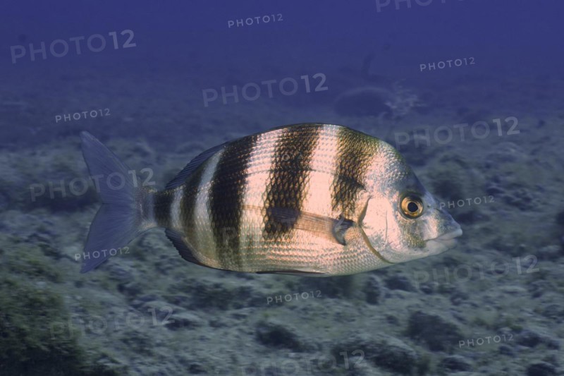 Banded seabream
