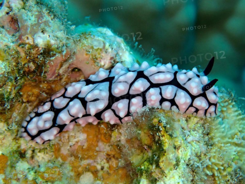 Wart snail