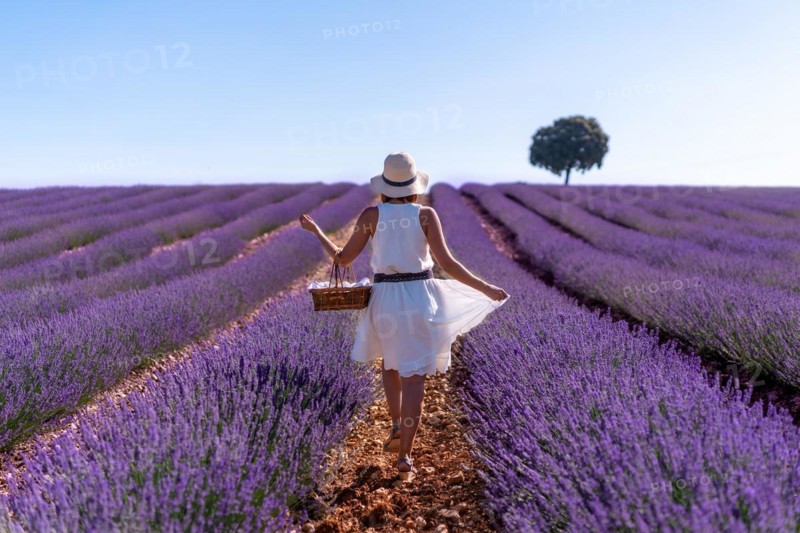 A caucasian woman in a summer lavender field picking flowers