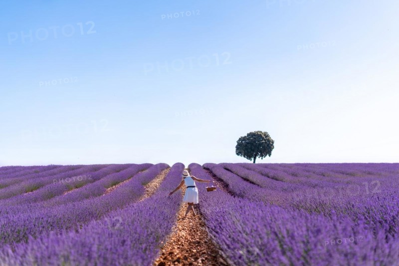 Caucasian woman in a summer lavender field picking flowers