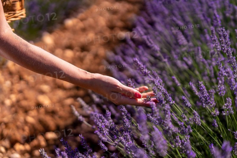 Hand of a woman picking lavender in a lavender field with purple flowers