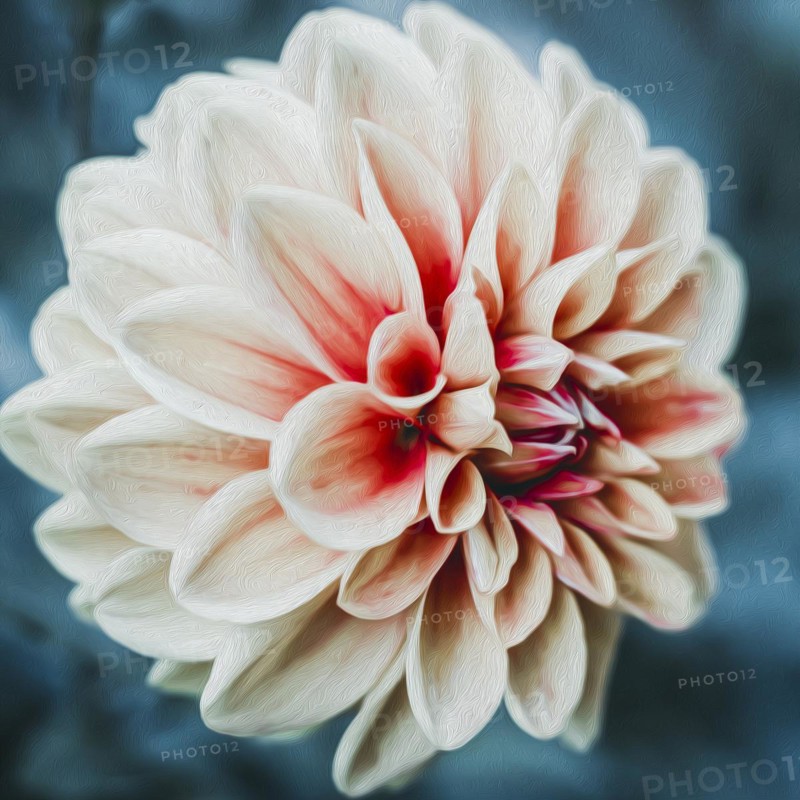Concept of postcard with Dahlia single flower