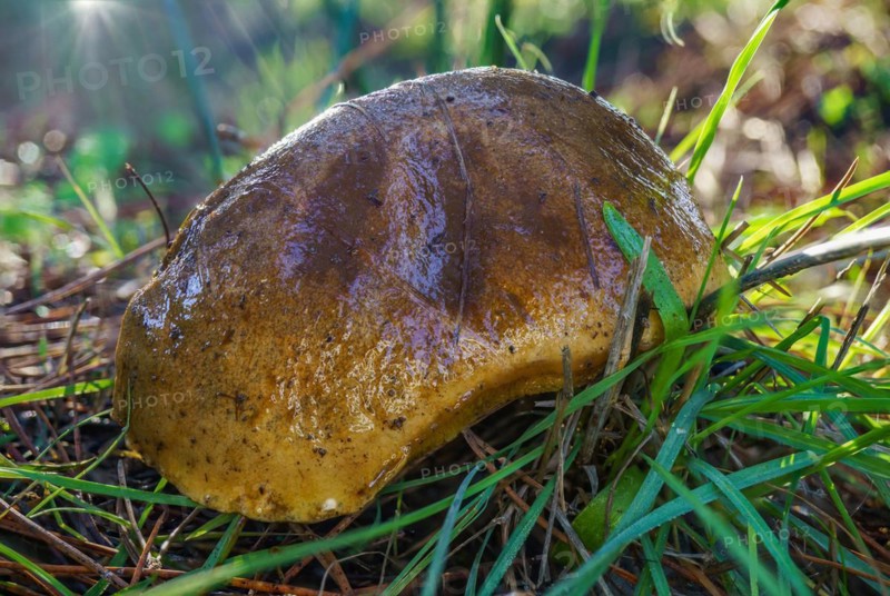 (Boletus reticulatus) mushroom growing in a grassy meadow with dewdrops and sunbeams shining on it