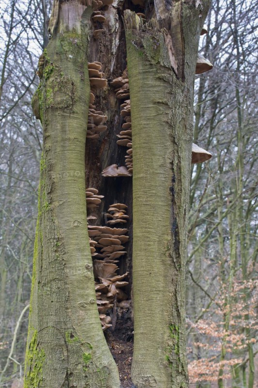 Dead beech