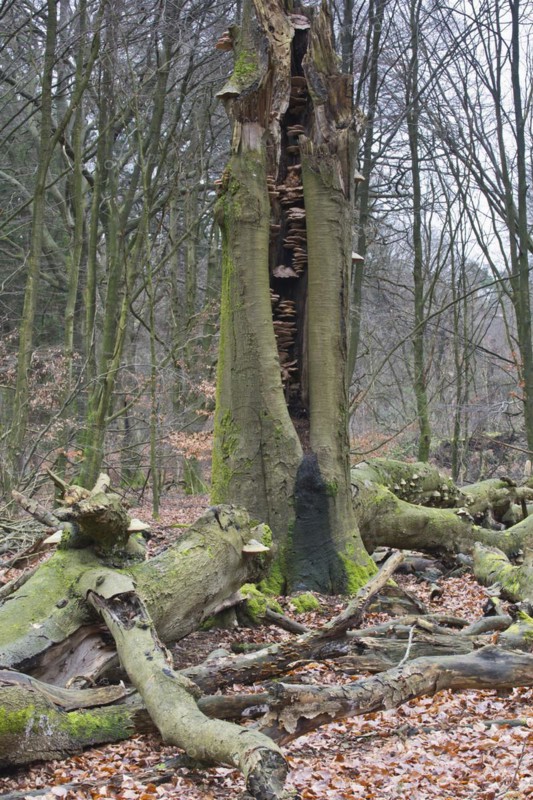 Dead beech