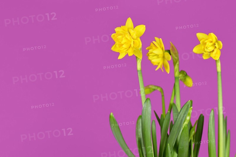 Blooming Clamineus spring flowers