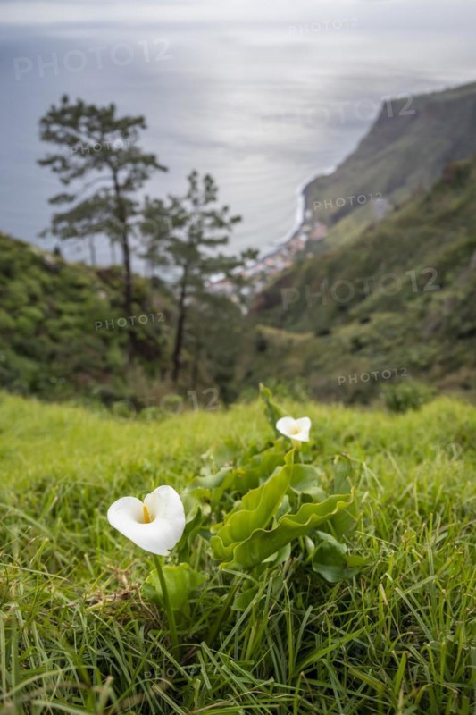 White Zantedeschia