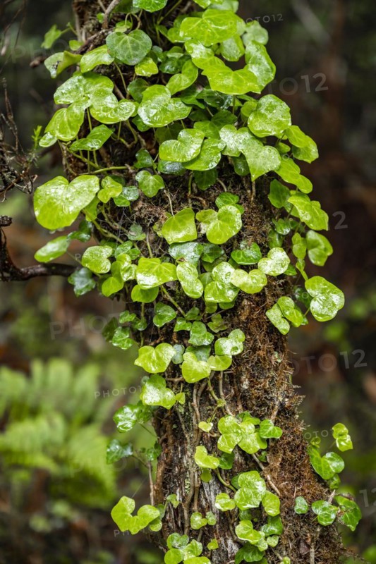 Ivy on a branch in the forest