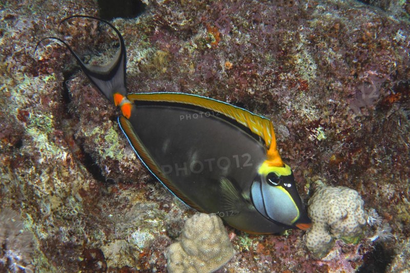 Indian yellow blade nose doctor