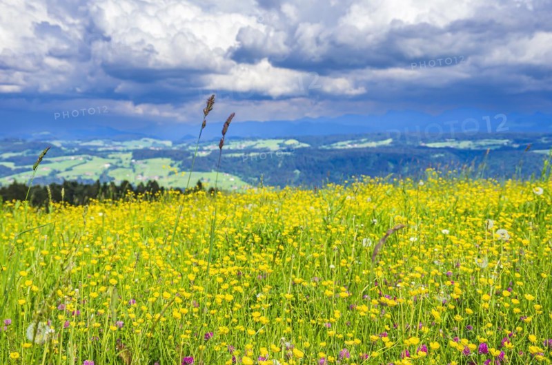 Lush mountain meadow nestled in a rural setting in the western Allgaeu around the municipality of Scheidegg near Lindau