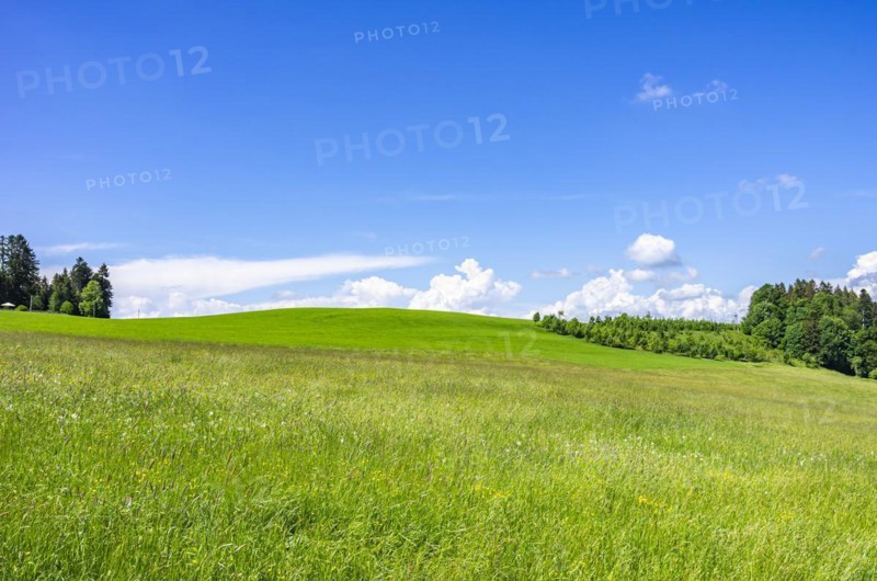 Hay meadow nestled in a rural setting in the western Allgaeu around the municipality of Scheidegg near Lindau