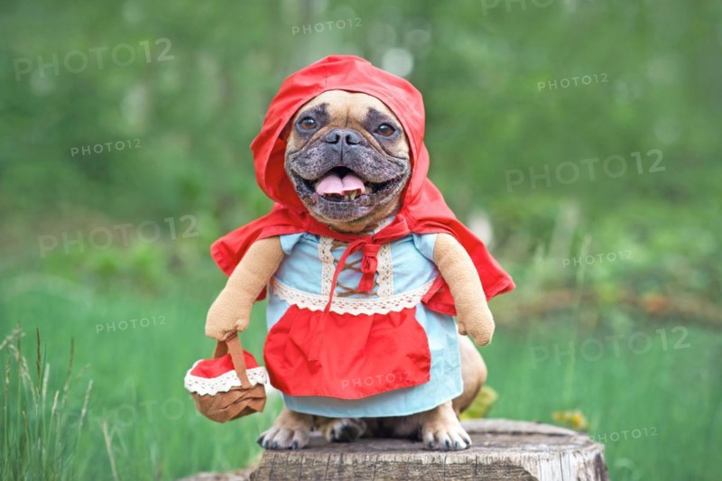 French Bulldog dog dressed up as fairy tale character Little Red Riding Hood with full body costumes with fake arms wearing basket in forest