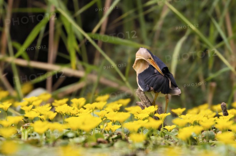 Little Bittern