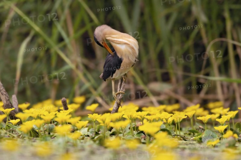 Little Bittern
