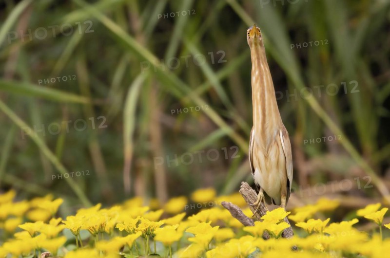 Little Bittern