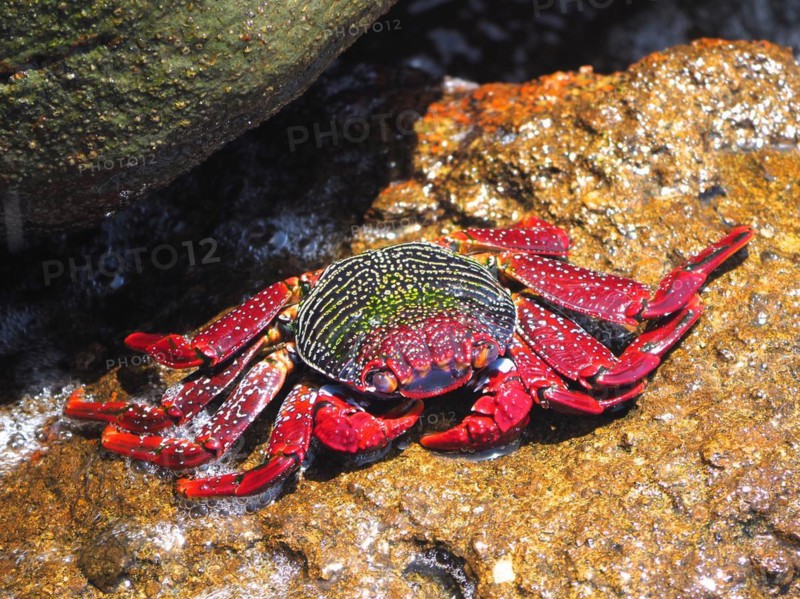 Red rock crab