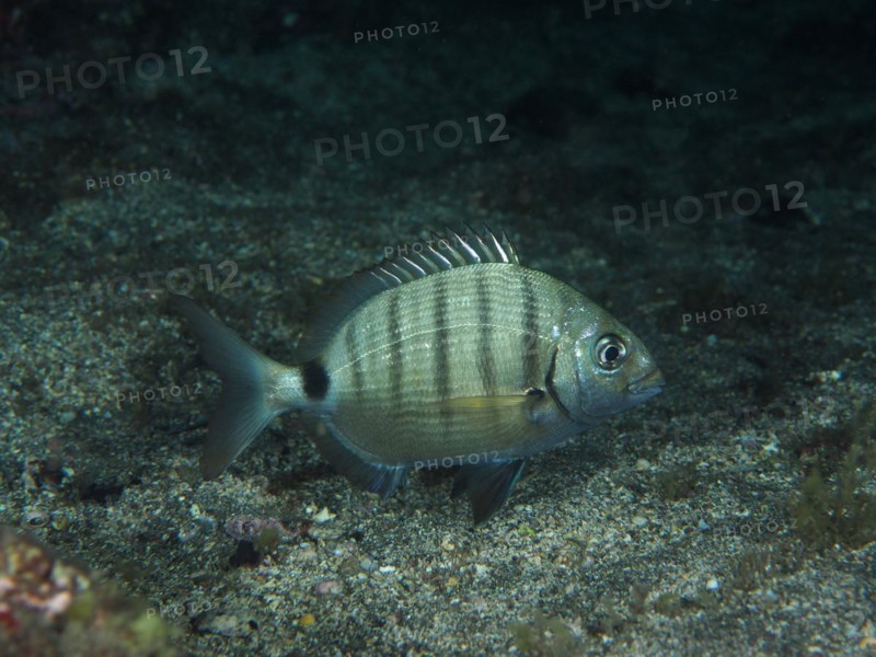 White seabream