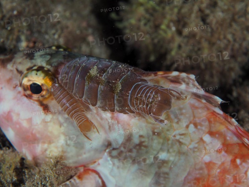 Fish Assassin