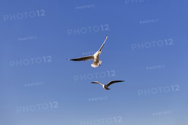 Two black-headed gulls