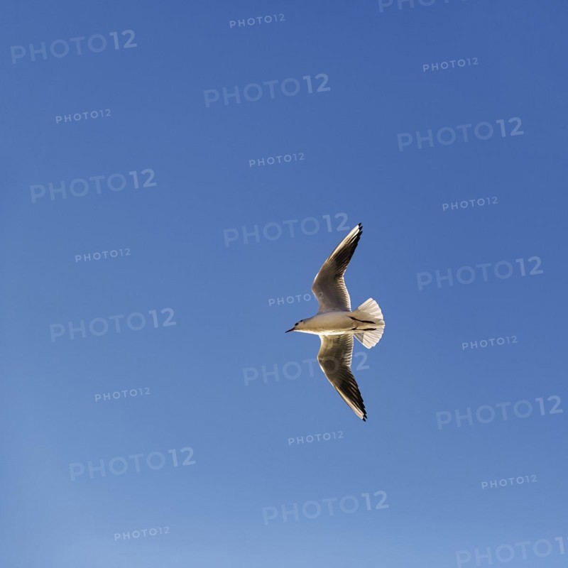 Black-headed Black-headed Gull